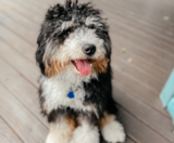 Mini Bernedoodle Puppies For Sale Florida Fur Babies